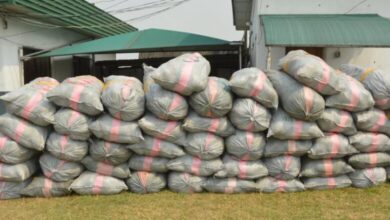 Western Marine Customs Seizes Over 4,000 Parcels of Cannabis in One Month